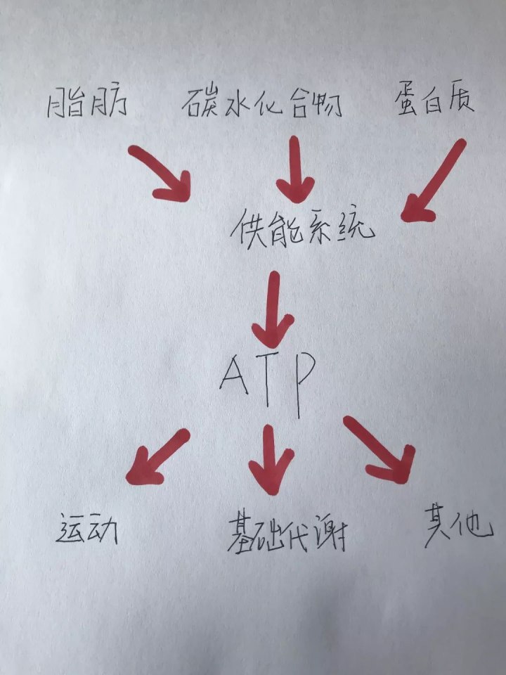 運(yùn)動30分鐘后才開始消耗脂肪……是真是假？